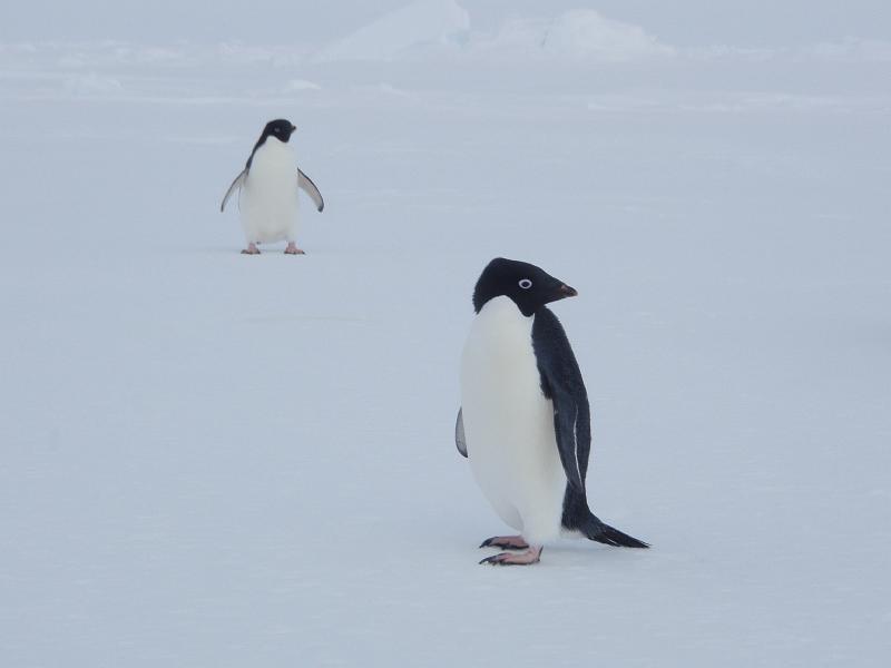 Adelie penguins 18.JPG